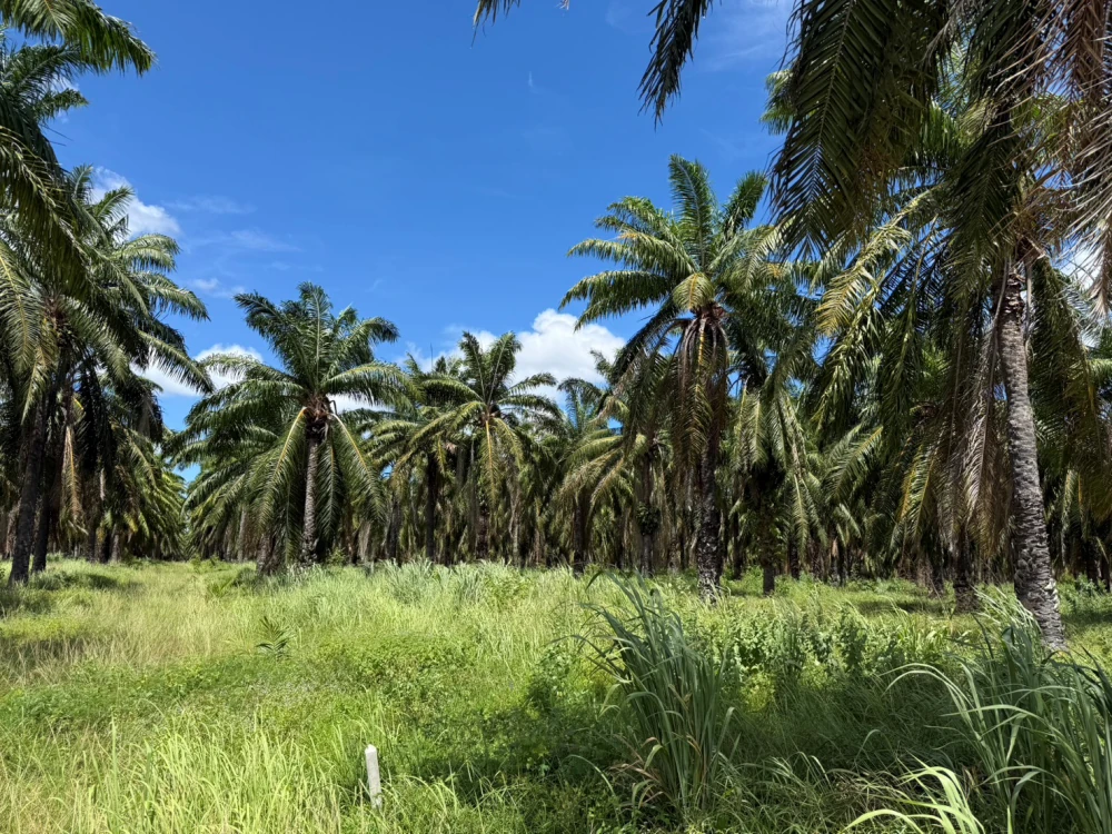 PPP Green Complex PLC and KMITL Partner to Launch “Palm University” as a Model for Sustainable Palm Development
